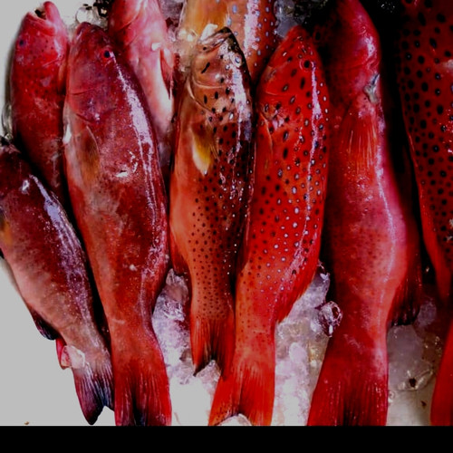 Detail Gambar Ikan Kerapu Merah Nomer 8