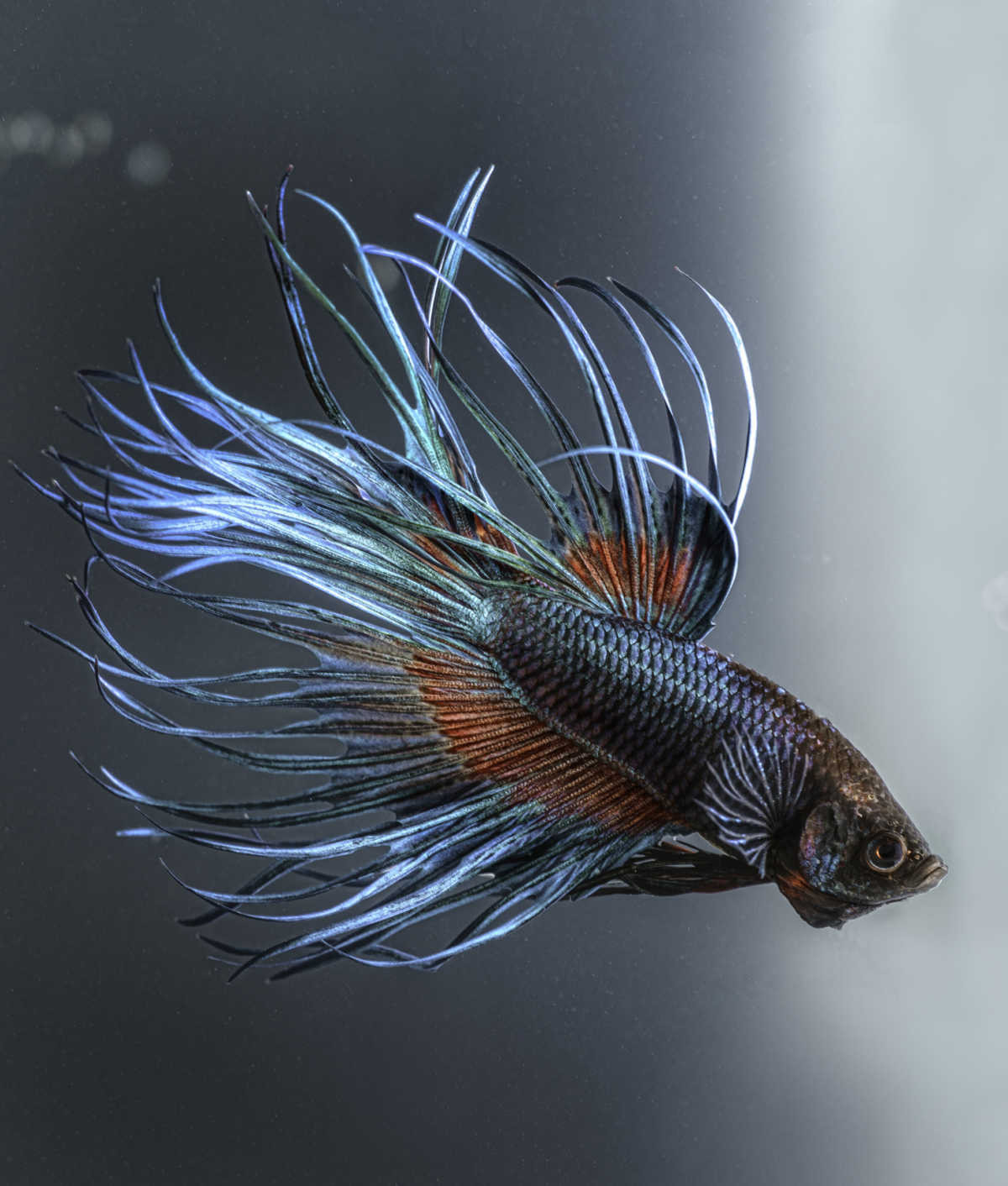 Detail Gambar Ikan Keren Nomer 36