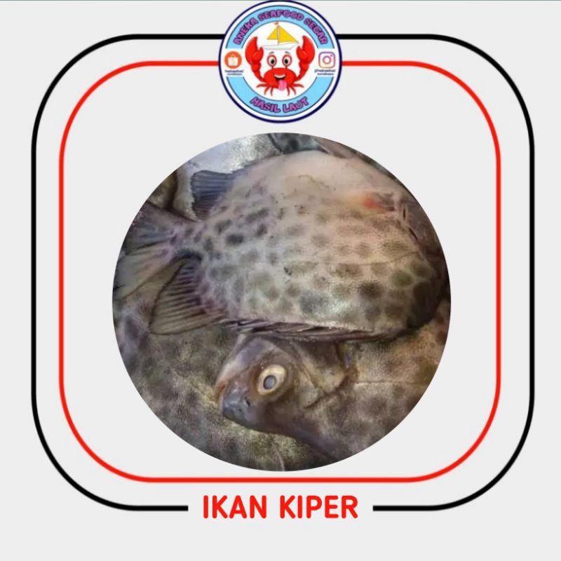 Detail Gambar Ikan Kiper Nomer 40