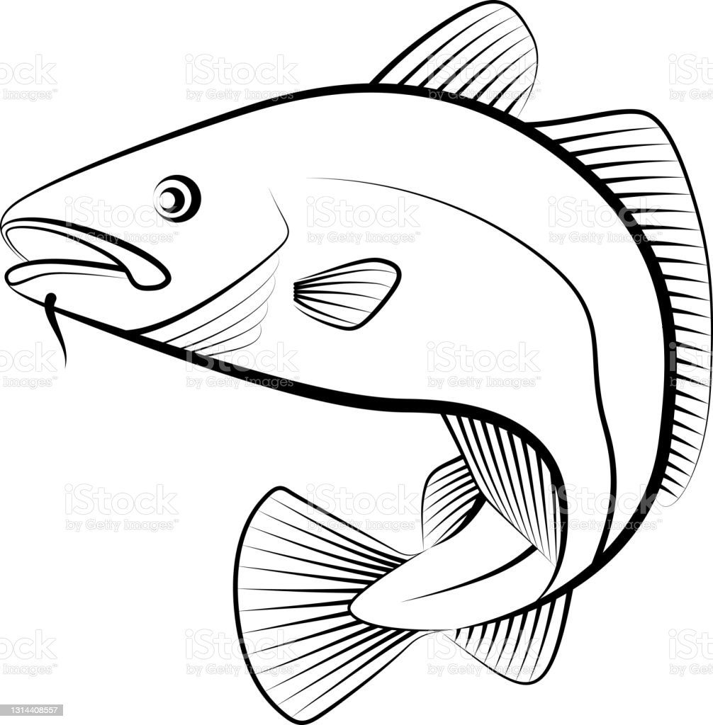 Detail Gambar Ikan Kod Nomer 12