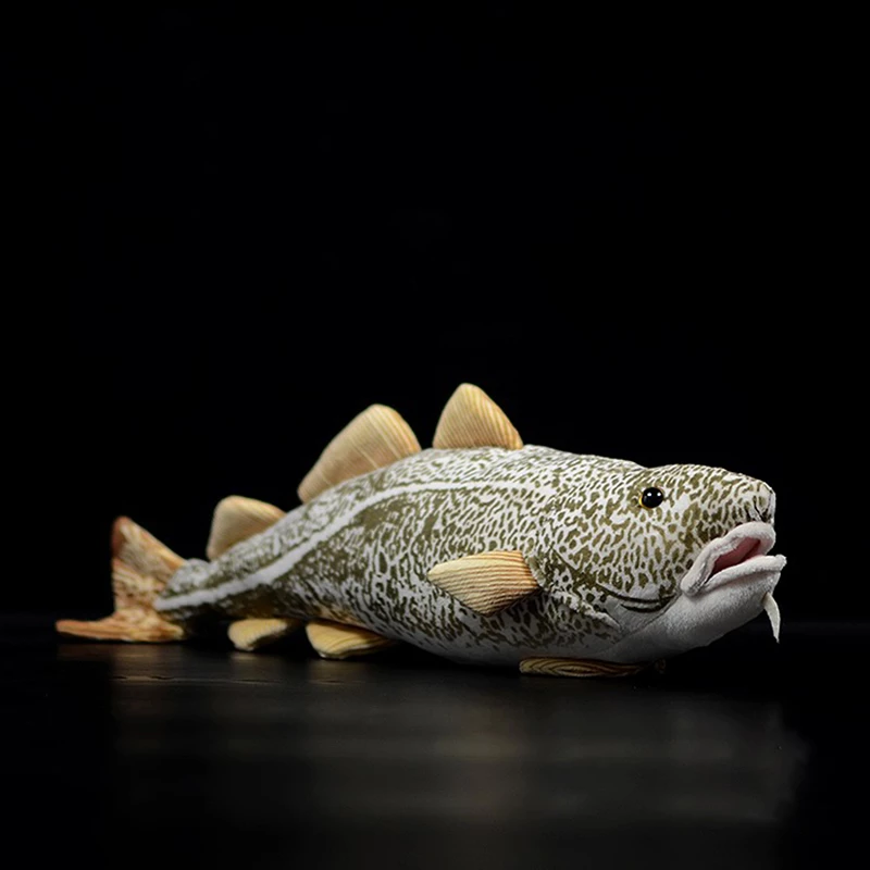 Detail Gambar Ikan Kod Nomer 23