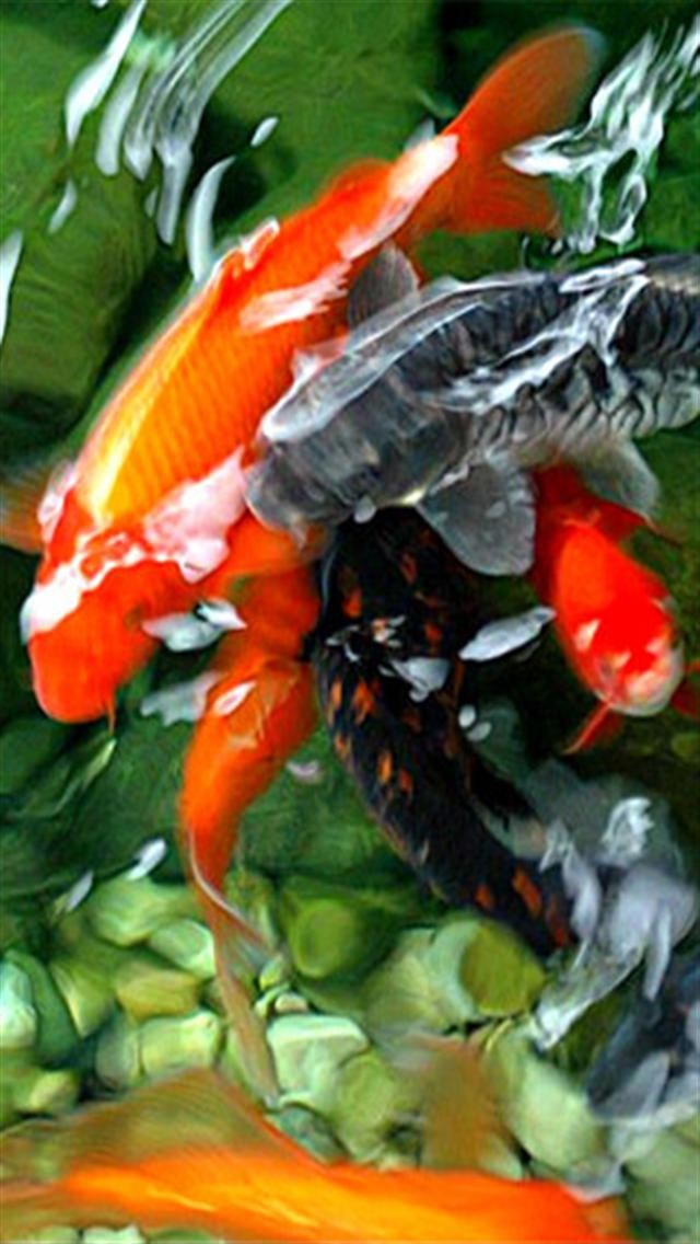 Download Gambar Ikan Koi Bergerak Nomer 11