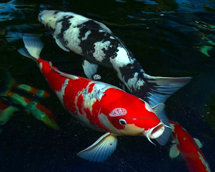 Detail Gambar Ikan Koi Bergerak Nomer 17