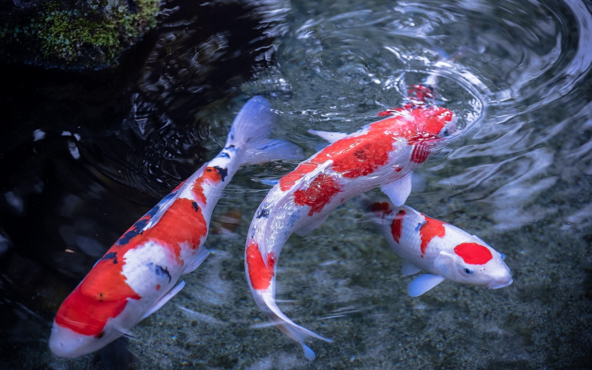 Detail Gambar Ikan Koi Bergerak Nomer 22