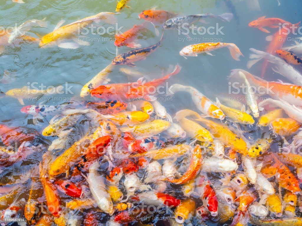 Detail Gambar Ikan Koi Bergerak Nomer 28