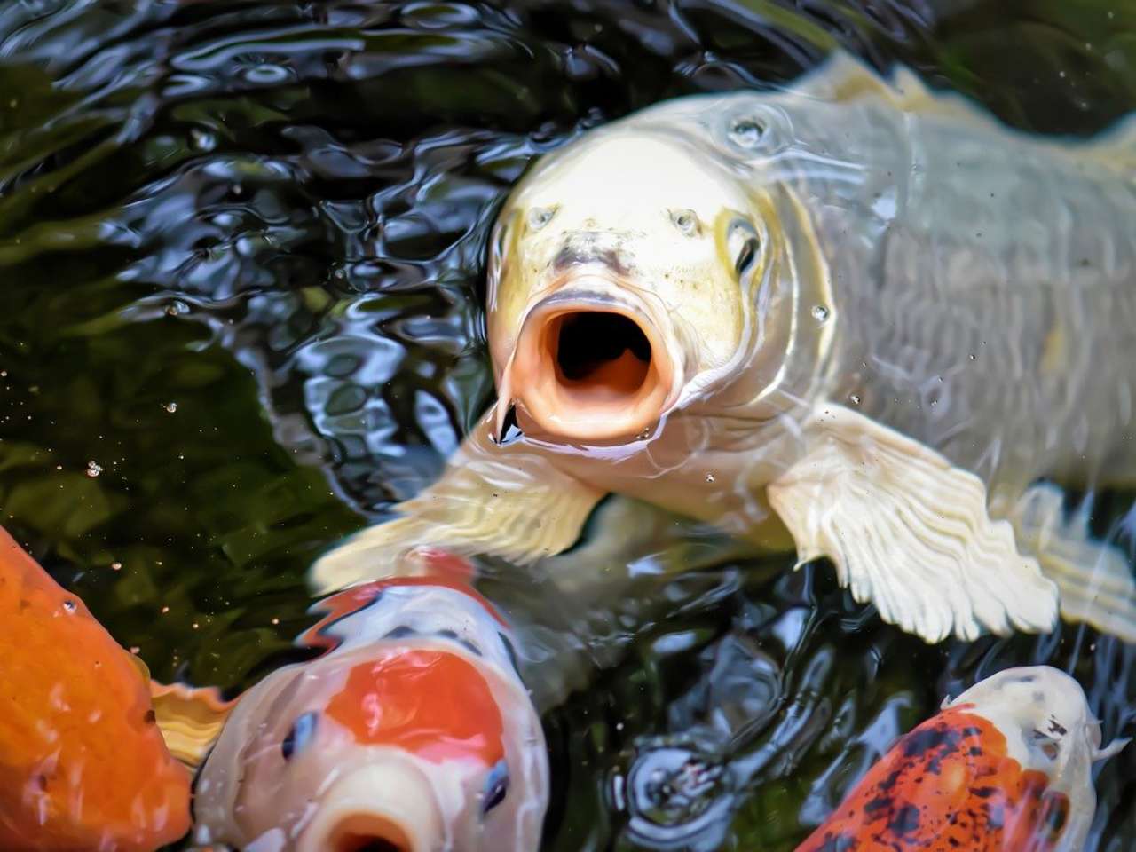 Detail Gambar Ikan Koi Bergerak Nomer 30