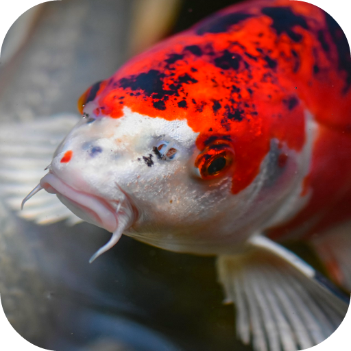 Detail Gambar Ikan Koi Bergerak Nomer 32