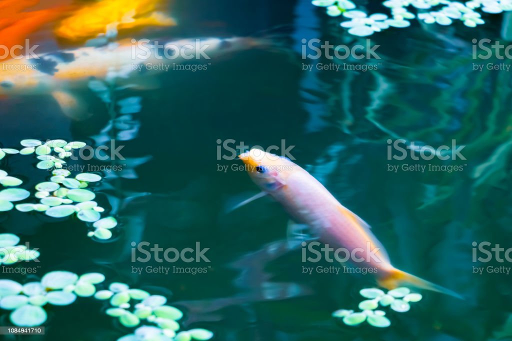 Detail Gambar Ikan Koi Bergerak Nomer 34