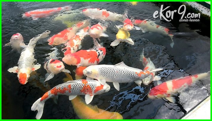 Detail Gambar Ikan Koi Bergerak Nomer 49