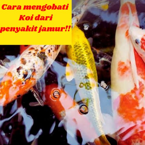 Detail Gambar Ikan Koi Bergerak Nomer 52