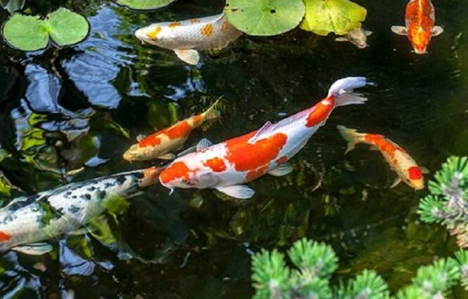 Detail Gambar Ikan Koi Dalam Kolam Nomer 28