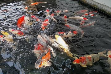 Detail Gambar Ikan Koi Dalam Kolam Nomer 29