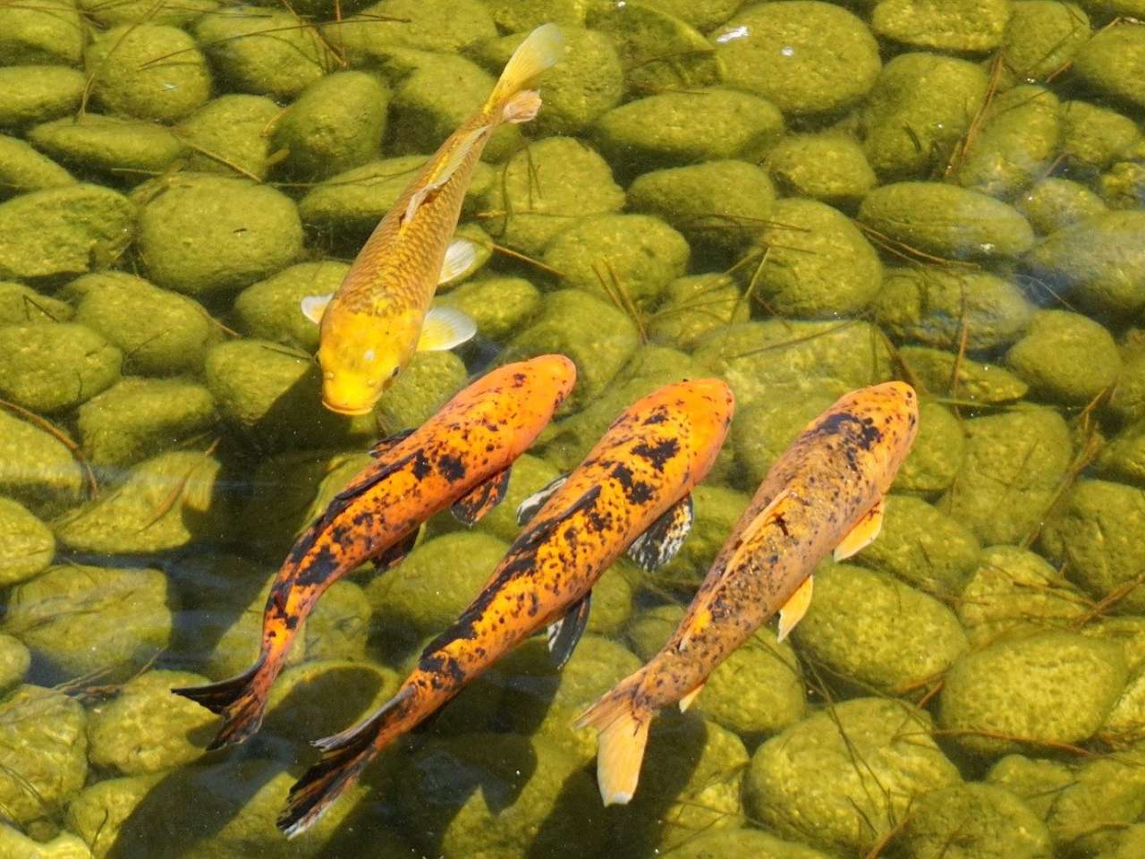 Detail Gambar Ikan Koi Dalam Kolam Nomer 40