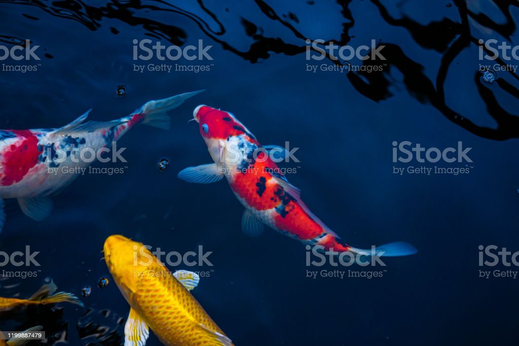 Detail Gambar Ikan Koi Dalam Kolam Nomer 53