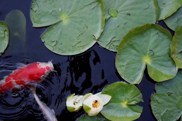 Detail Gambar Ikan Koi Dan Bunga Teratai Nomer 20