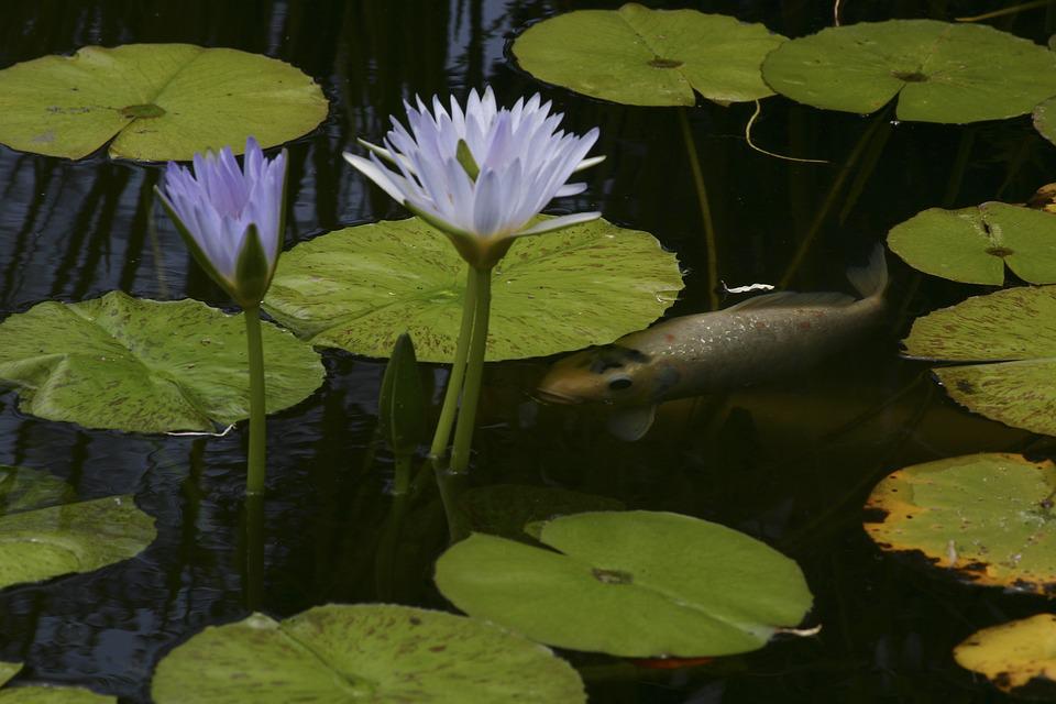 Detail Gambar Ikan Koi Dan Bunga Teratai Nomer 39