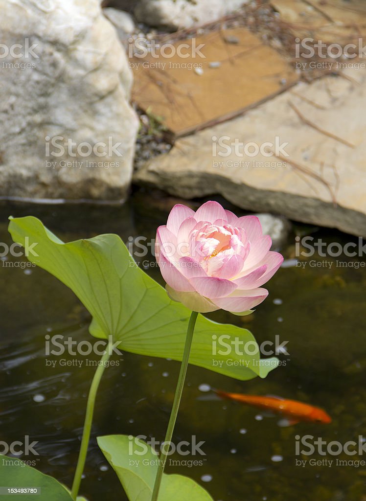 Detail Gambar Ikan Koi Dan Bunga Teratai Nomer 40