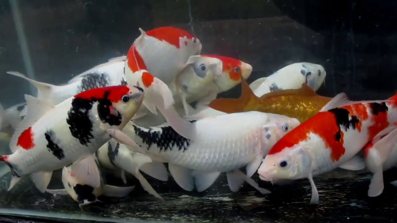 Gambar Ikan Koi Dari Samping - KibrisPDR