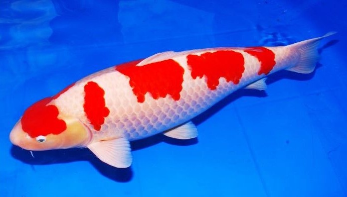 Detail Gambar Ikan Koi Dari Samping Nomer 18