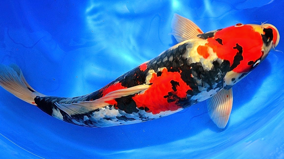 Detail Gambar Ikan Koi Dari Samping Nomer 21