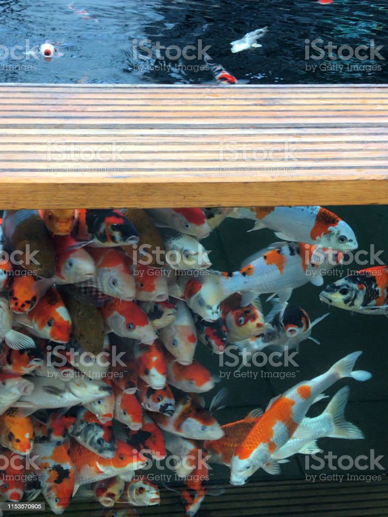 Detail Gambar Ikan Koi Dari Samping Nomer 33