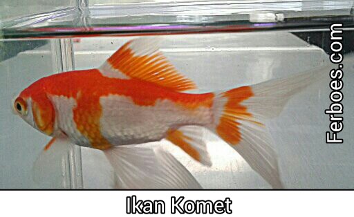 Detail Gambar Ikan Koi Dari Samping Nomer 49