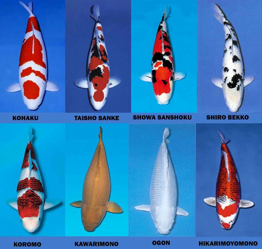 Detail Gambar Ikan Koi Dari Samping Nomer 8