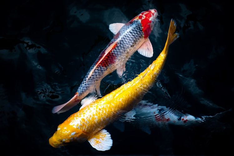 Detail Gambar Ikan Koi Keren Nomer 39