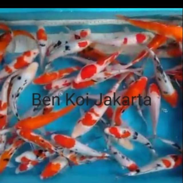 Gambar Ikan Koi Lokal - KibrisPDR