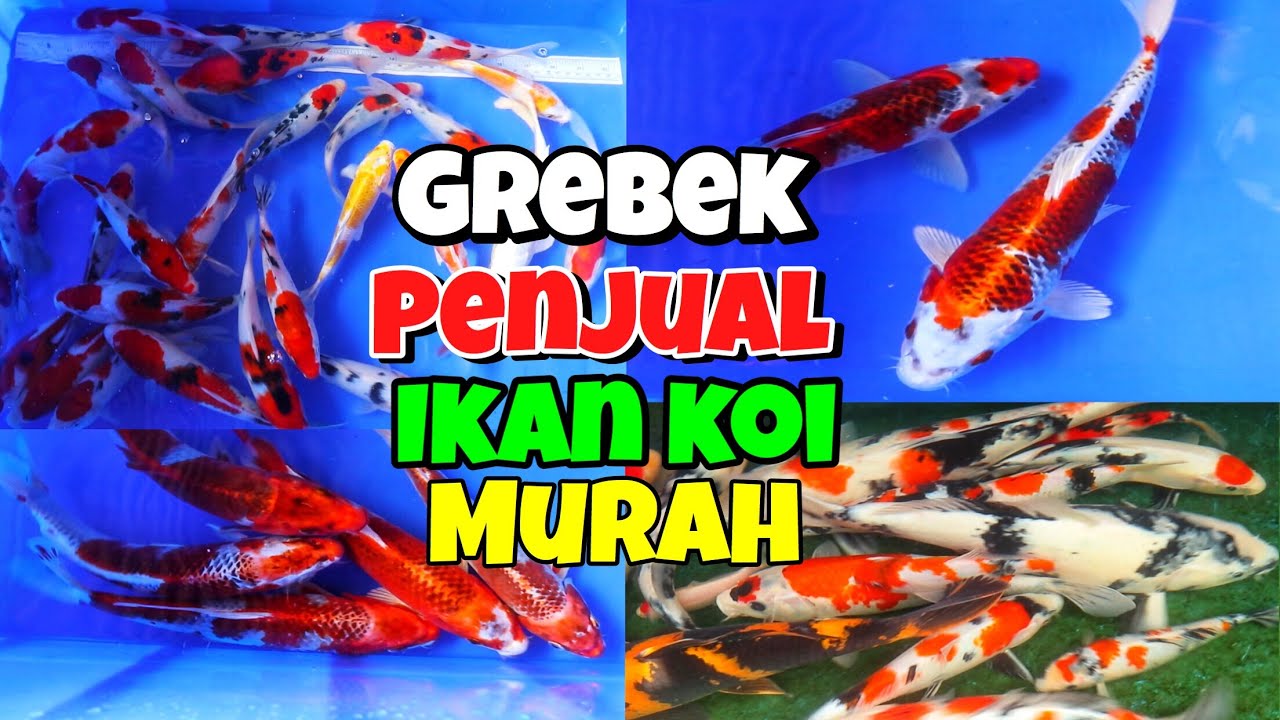 Detail Gambar Ikan Koi Lokal Nomer 21