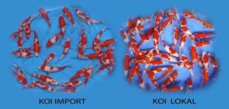 Detail Gambar Ikan Koi Lokal Nomer 24