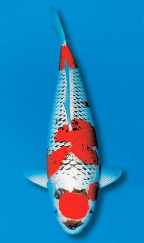 Detail Gambar Ikan Koi Showa Nomer 14