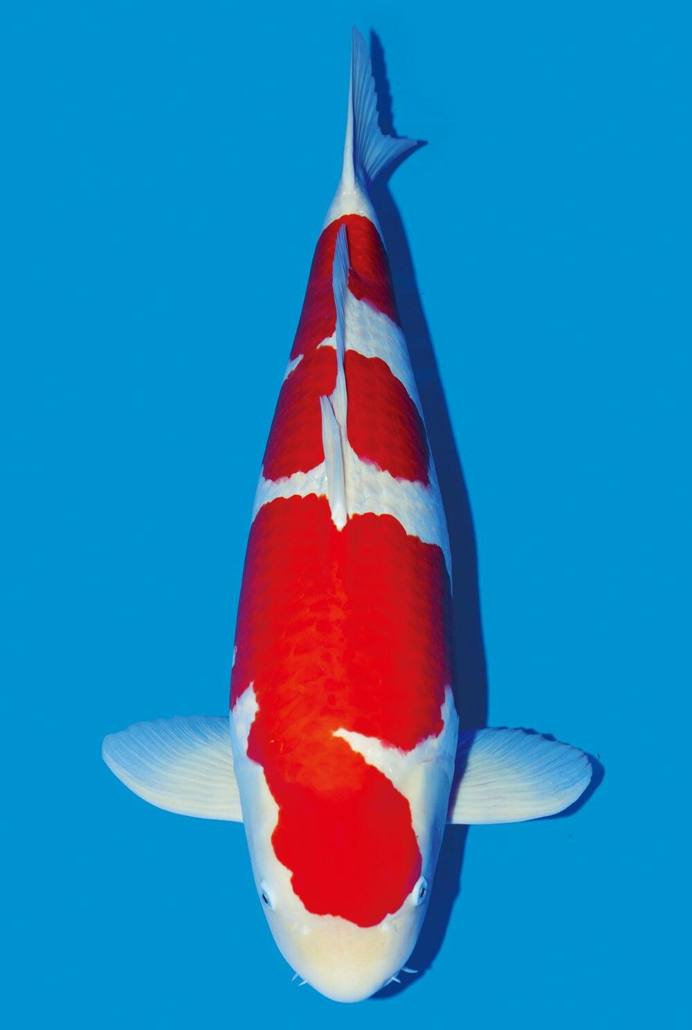 Detail Gambar Ikan Koi Showa Nomer 31