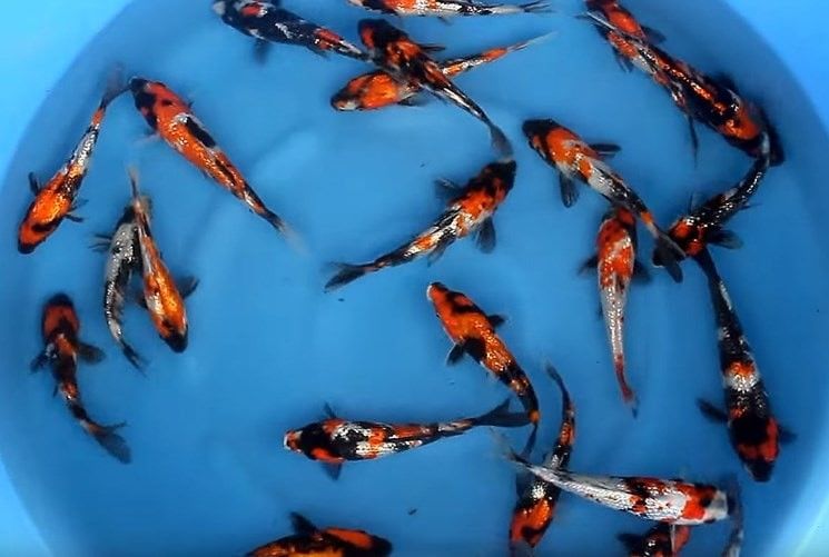 Detail Gambar Ikan Koi Super Nomer 20