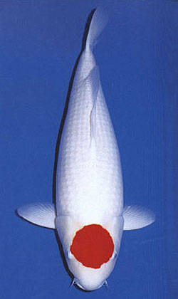 Detail Gambar Ikan Koi Super Nomer 3