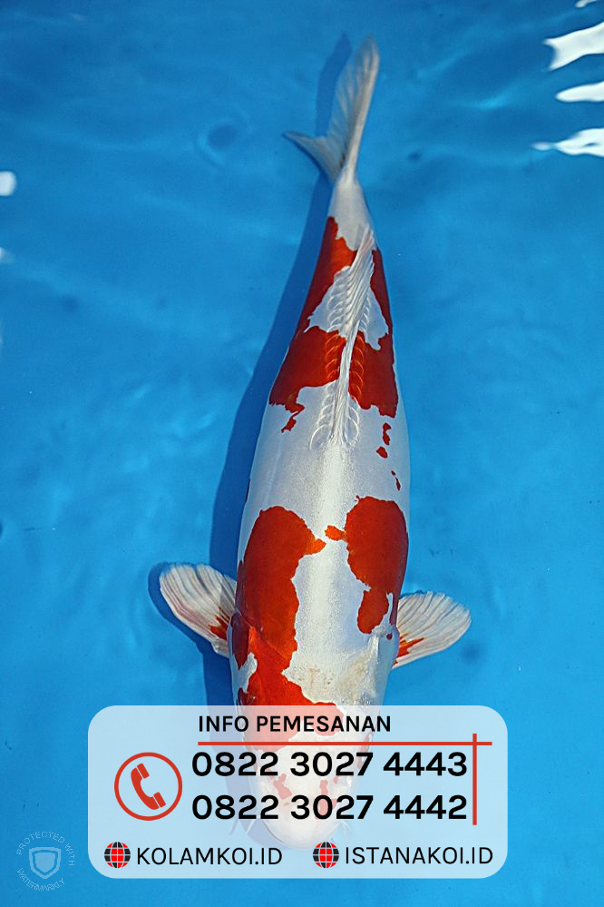 Detail Gambar Ikan Koi Super Nomer 29