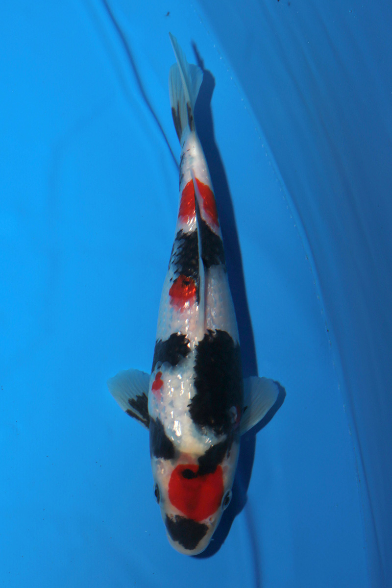 Detail Gambar Ikan Koi Super Nomer 5