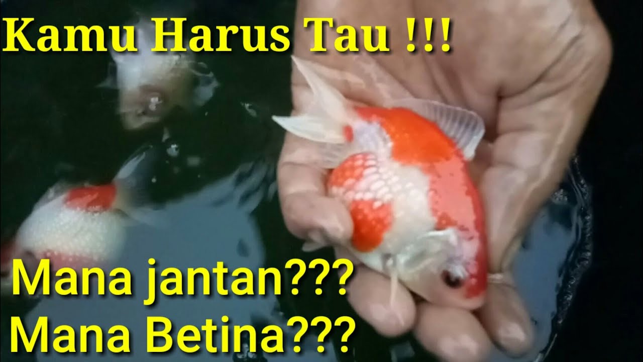 Detail Gambar Ikan Koki Jantan Nomer 4