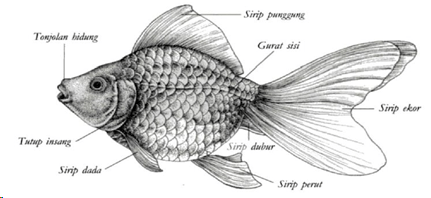 Detail Gambar Ikan Koki Jantan Nomer 31