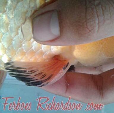 Detail Gambar Ikan Koki Jantan Nomer 35