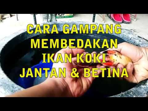 Detail Gambar Ikan Koki Jantan Nomer 45