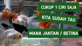 Detail Gambar Ikan Koki Jantan Nomer 6