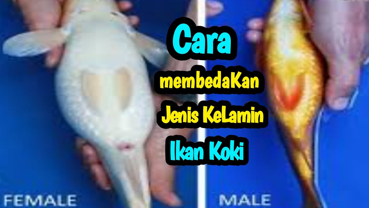 Detail Gambar Ikan Koki Jantan Dan Betina Nomer 27