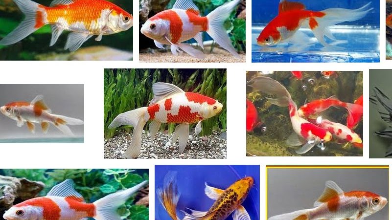 Download Gambar Ikan Komet Besar Nomer 1