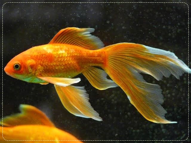 Detail Gambar Ikan Komet Besar Nomer 19