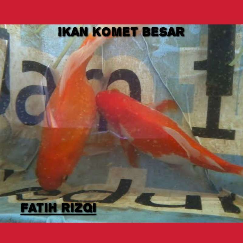 Detail Gambar Ikan Komet Besar Nomer 31