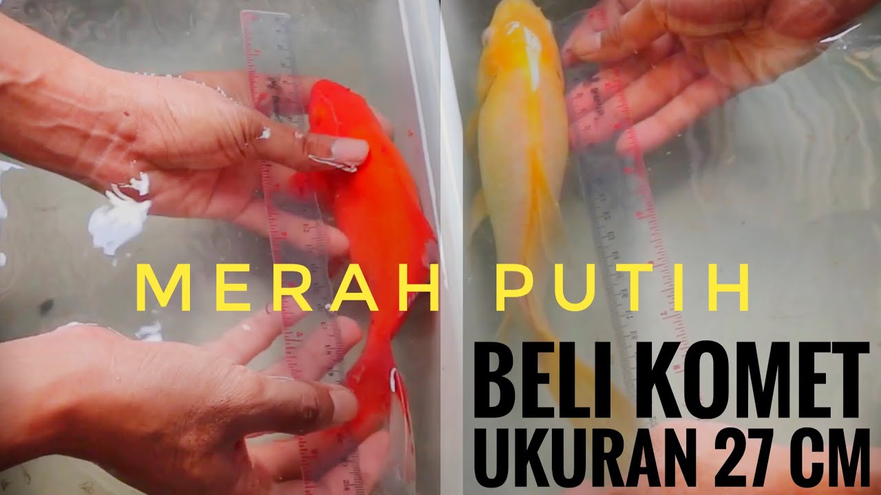 Detail Gambar Ikan Komet Besar Nomer 33