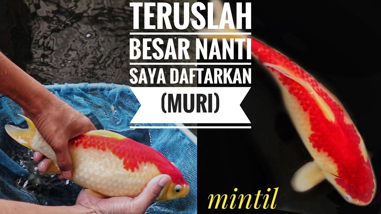 Detail Gambar Ikan Komet Besar Nomer 9