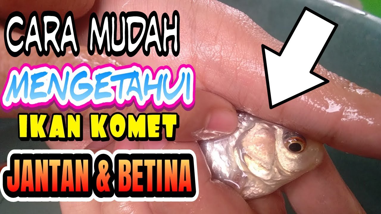 Detail Gambar Ikan Komet Jantan Dan Betina Nomer 11