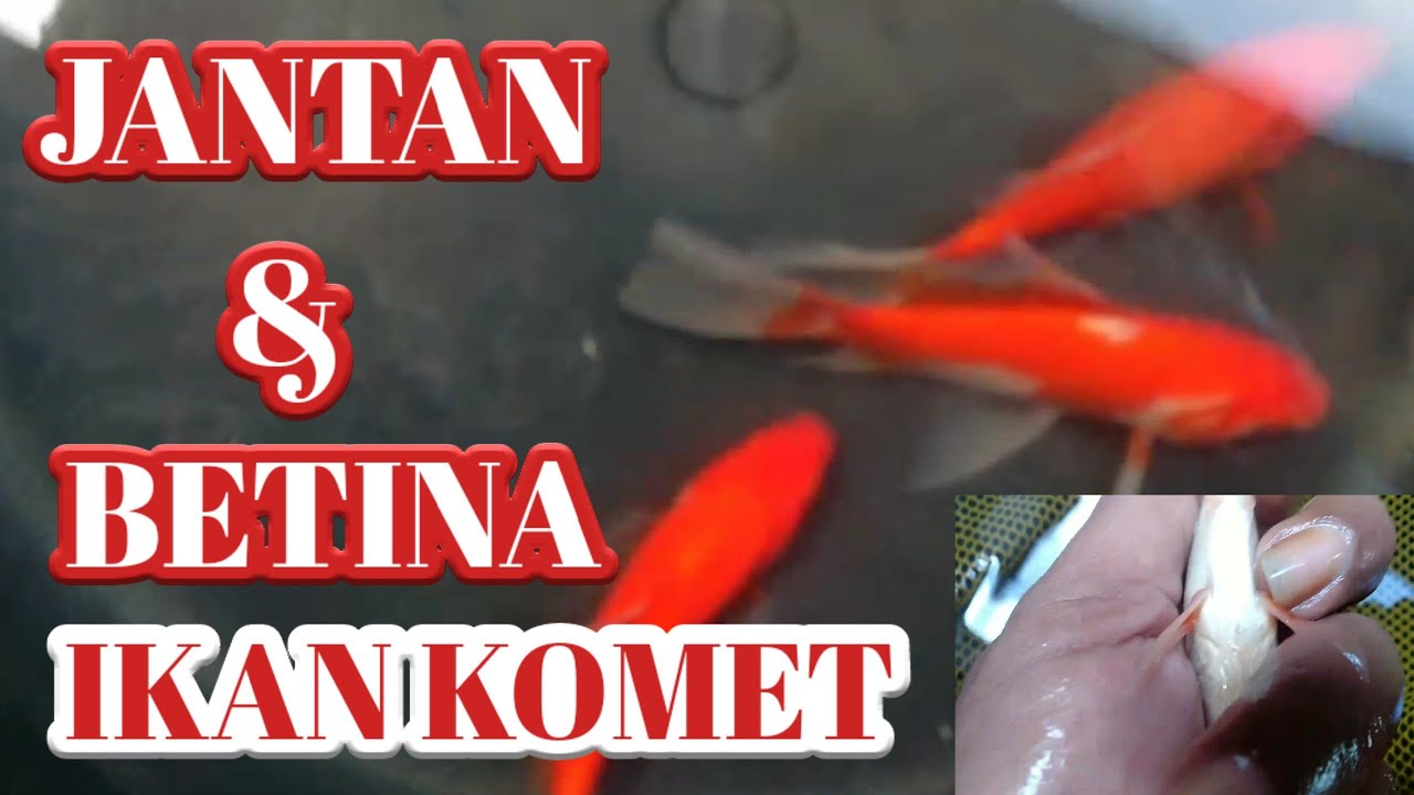 Detail Gambar Ikan Komet Jantan Dan Betina Nomer 18